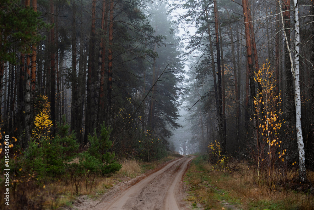 Fototapeta premium Autumn road, yellow trees, fallen leaves. Track in the forest.