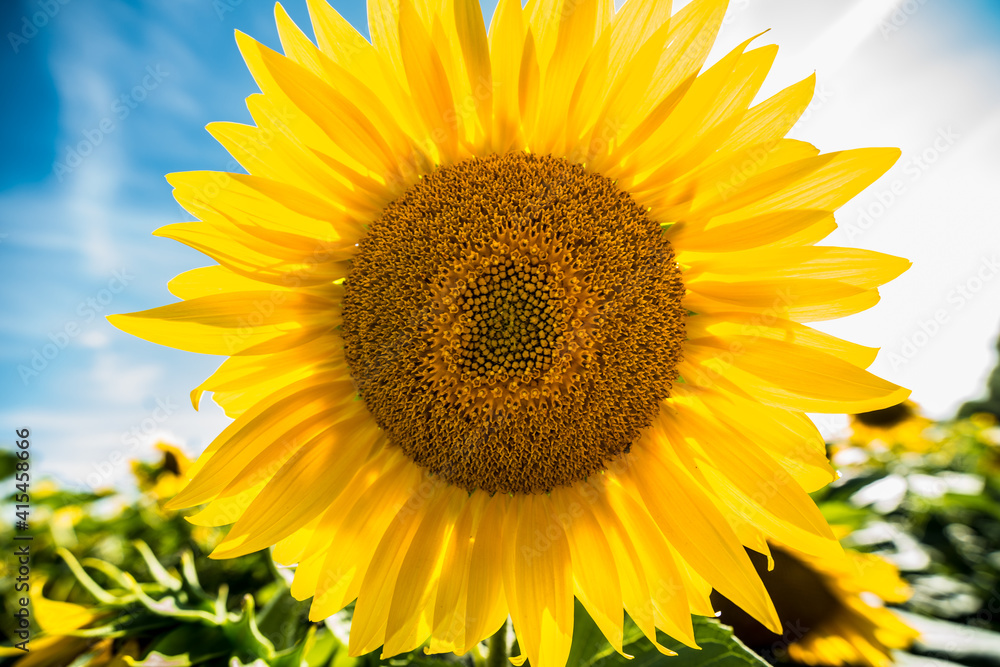 Close-up of a Large Sunflower (Helianthus annuus) Close-up of a Large Sunflower (Helianthus annuus)