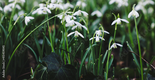 Galantus nivalis flower - snowdrops photo