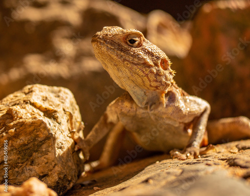 Agama lizard by Orange River