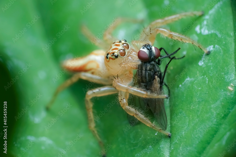 macro of a fly macro of a fly