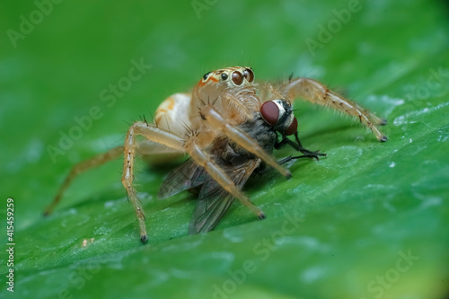 Wallpaper Mural fly on leaf Torontodigital.ca