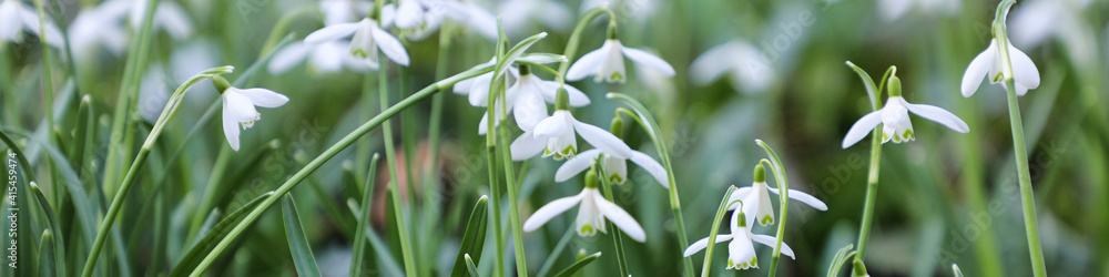 Galantus nivalis flower - snowdrops