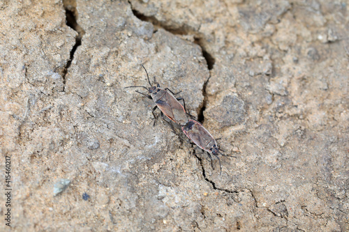 Bugs copulate in nature  North China