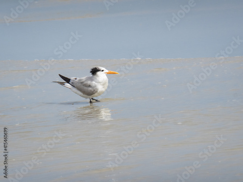 Elegant tern on water of a beach