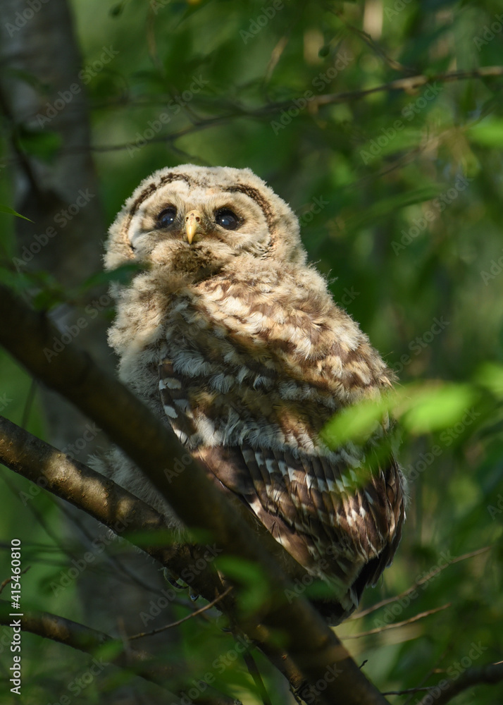 Naklejka premium Baby owl