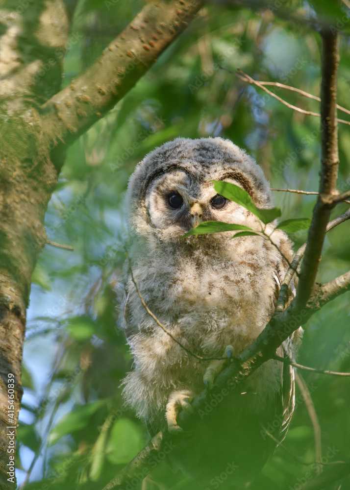 Owlet looking Owlet looking