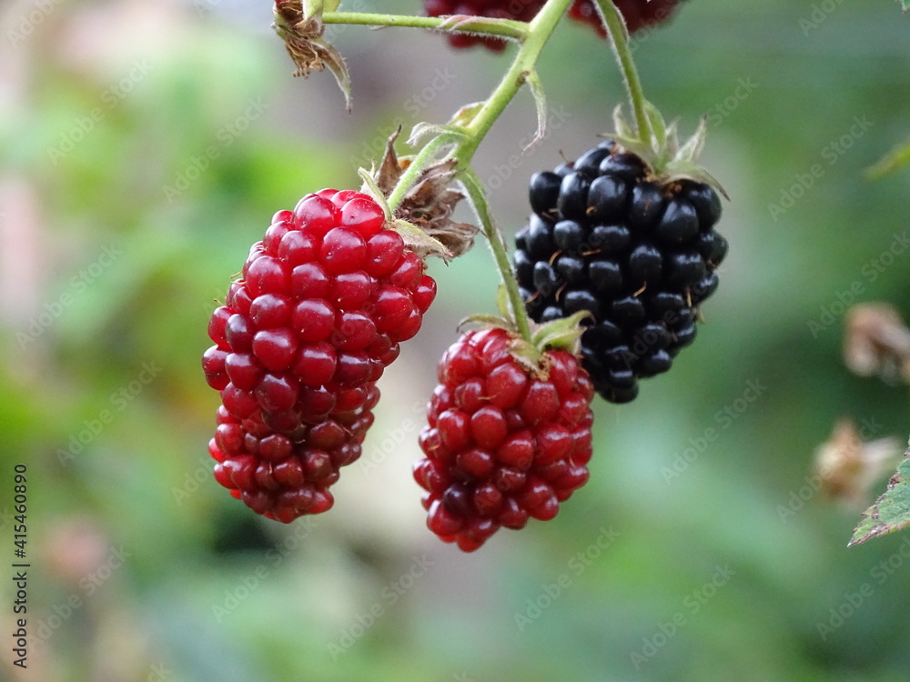 MORAS. WILD FRUITS. MORAS. WILD FRUITS.