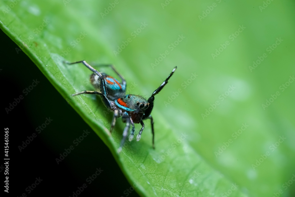 green shield bug green shield bug