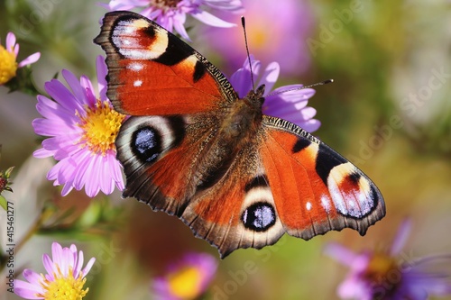 Aglais io or European Peacock Butterfly or Peacock. Butterfly on a flower. A brightly lit red-brown orange butterfly with blue lilac spots on its spread wings sits on purple yellow flowers in sunlight