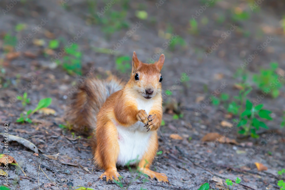 Cute young red squirrel on the ground, eating, looking around. Cute young red squirrel on the ground, eating, looking around.