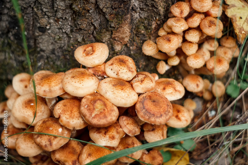 Cuadro en lienzo Armillaria mellea, commonly known as honey fungus - a basidiomycete fungus in the genus Armillaria (close-up)