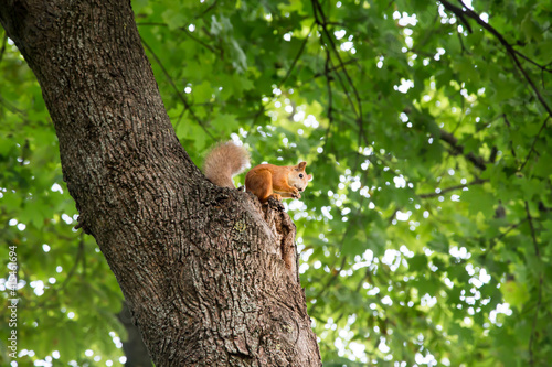 Cute young red squirrel climbing trees, eating, looking around. © Skottemedia