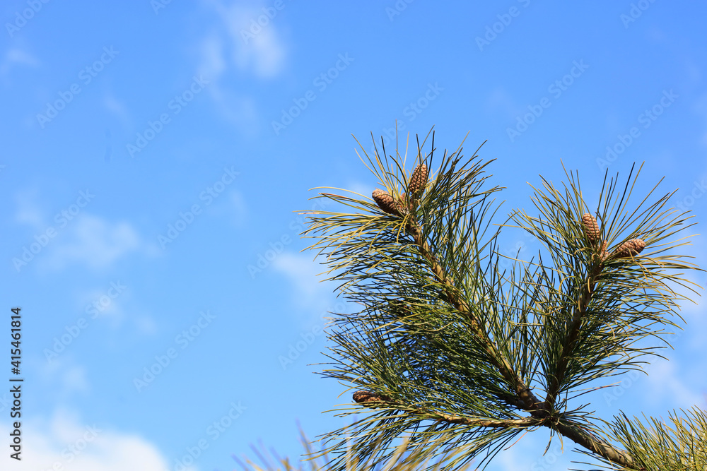 Close up of pine fruit in natural state Close up of pine fruit in natural state