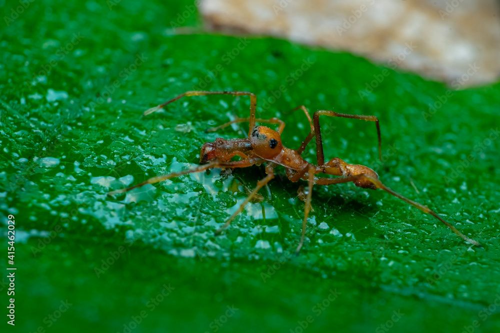 spider on leaf spider on leaf