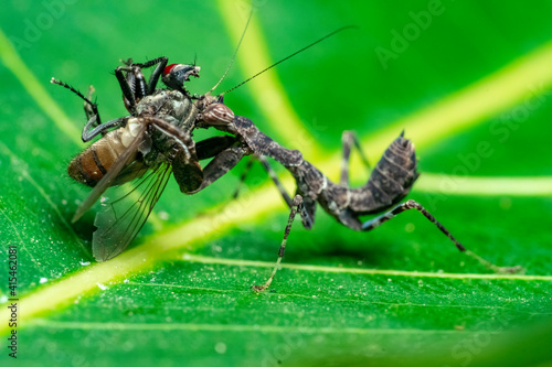Wallpaper Mural spider on a leaf Torontodigital.ca