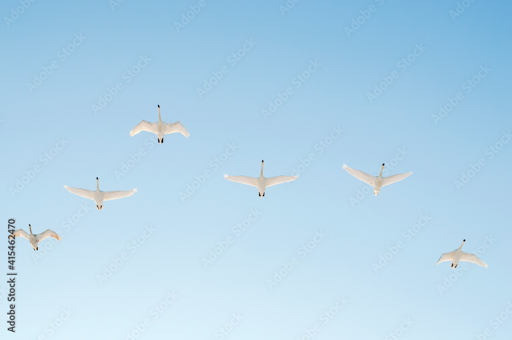 white swans fly in the sky under the bright sun white swans fly in the sky under the bright sun