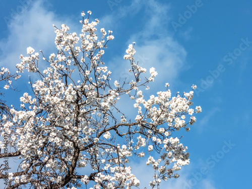 Arbre d'amandier en fleurs au printemps avec un beau ciel bleu