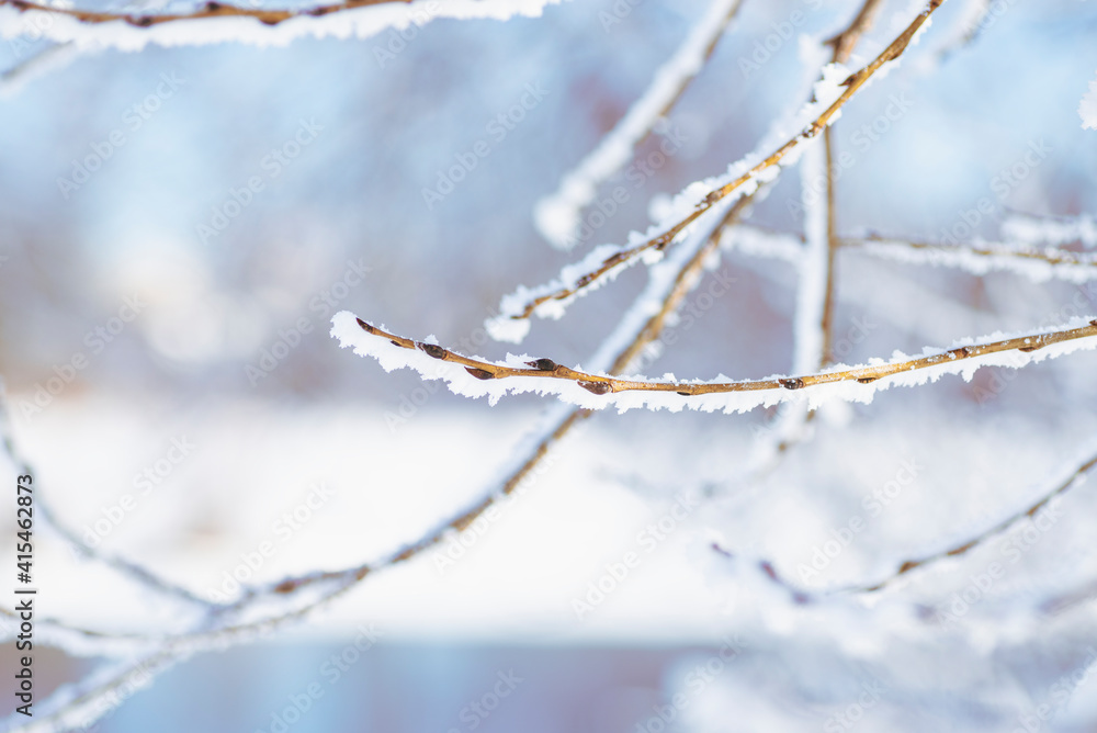 snow-covered tree branch with buds on a blue sky background snow-covered tree branch with buds on a blue sky background