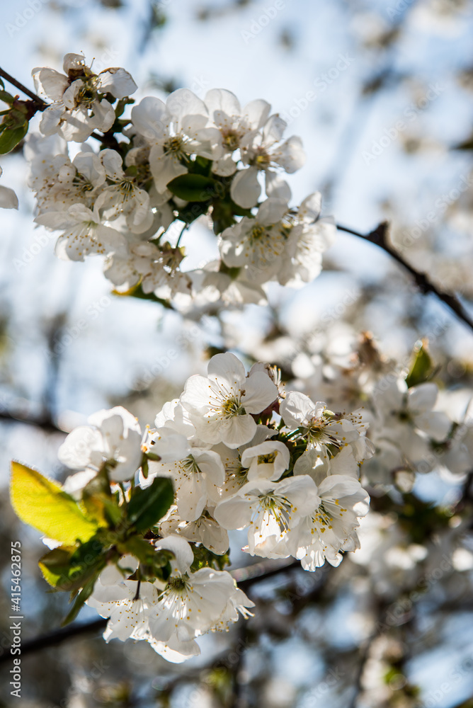Spring trees with blossom flowers. Beautiful background. Blooming tree at sunny spring day. Spring flowers. Abstract blurred background. Springtime
Spring trees with blossom flowers. Beautiful background. Blooming tree at sunny spring day. Spring flowers. Abstract blurred background. Springtime