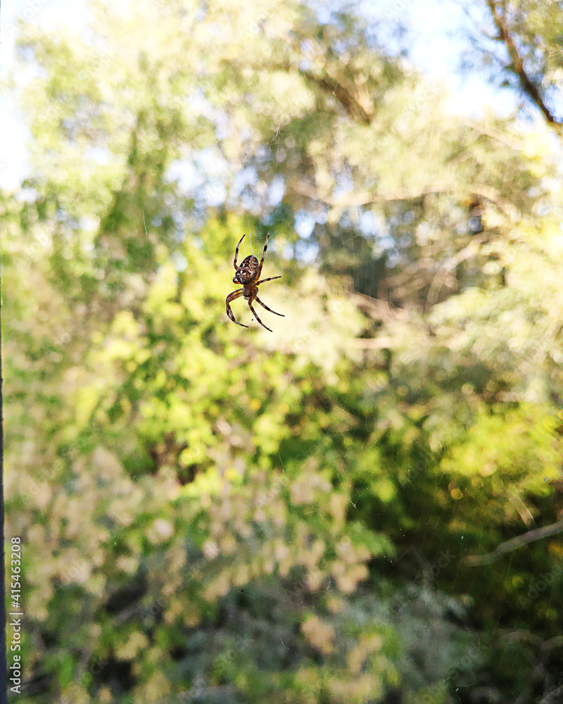An arachnid sits in its lair. Nature An arachnid sits in its lair. Nature