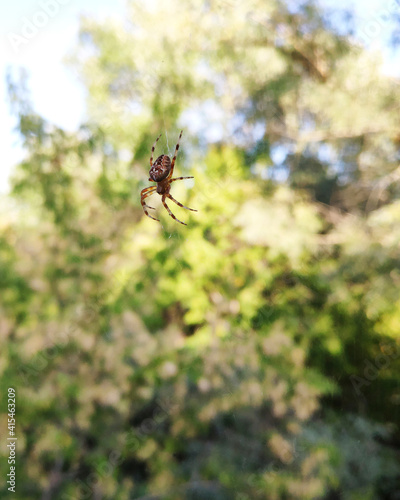 An arachnid sits in its lair. Nature