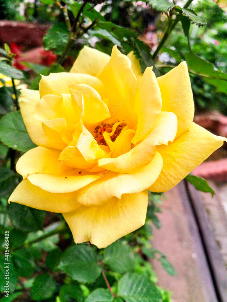 Yellow rose in nature garden, open. Rosa 'Harison's Yellow' close-up. home hobby gardening Yellow rose in nature garden, open. Rosa 'Harison's Yellow' close-up. home hobby gardening