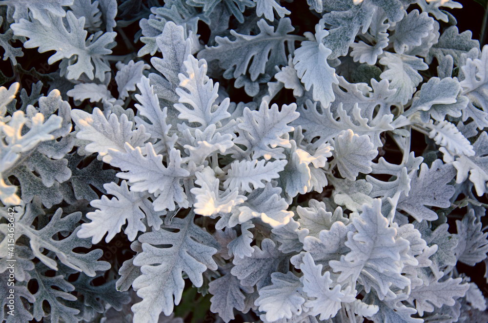 Top view of dusty miller, Centaurea cineraria or Jacobaea maritima. Silver foliage background. Closeup.