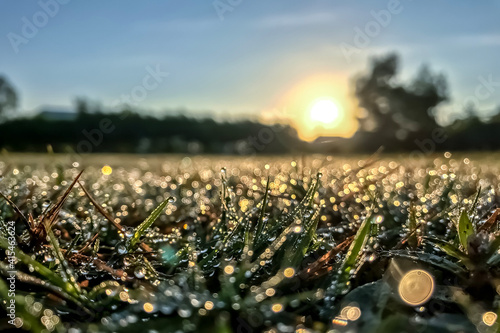 field of flowers