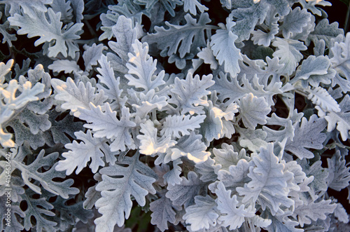 Obraz na płótnie Top view of dusty miller, Centaurea cineraria or Jacobaea maritima. Silver foliage background. Closeup. w salonie