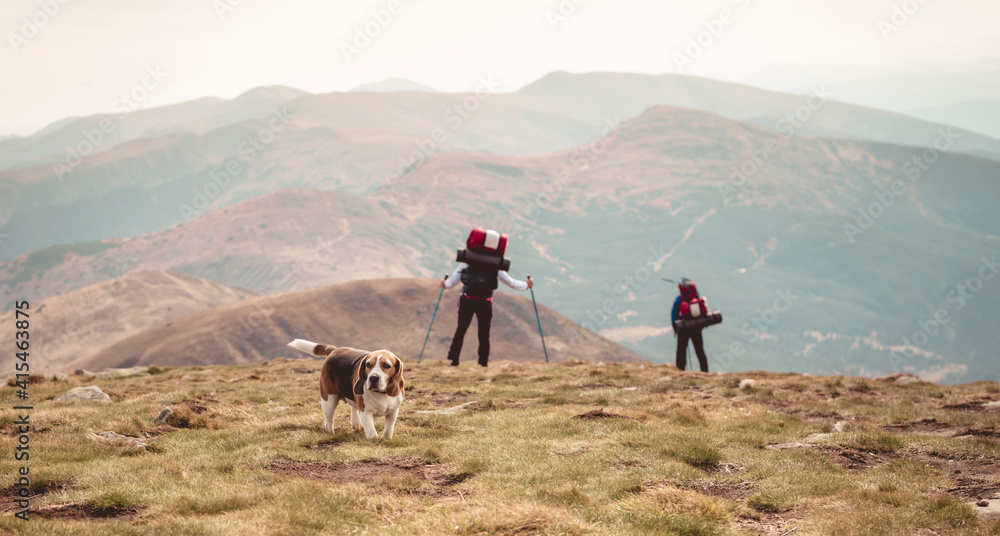 The dog travels along the mountains with its beloved owners. Walking with pets