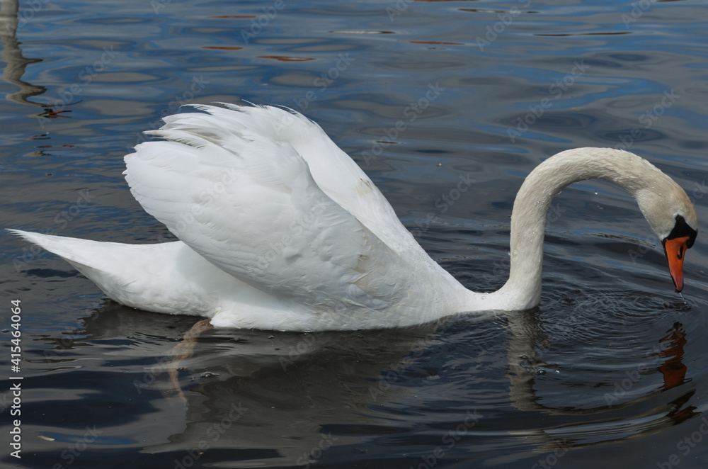 Naklejka premium swan on the lake