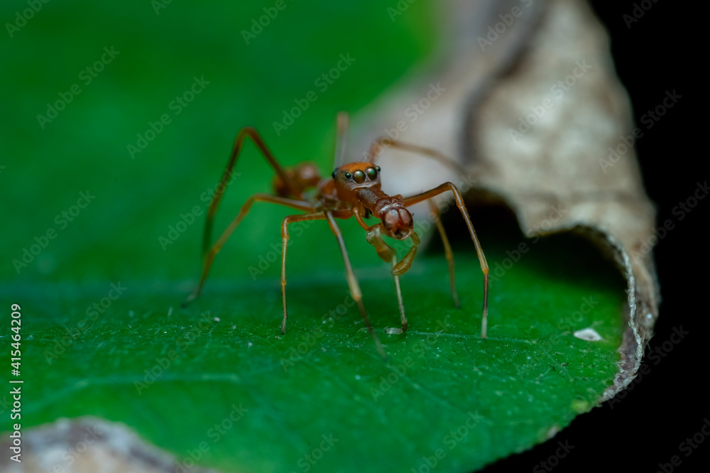 Fototapeta premium ant on leaf