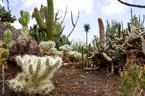 Cactus dry garden (Cylindropuntia rosea) in Madeira in summer.