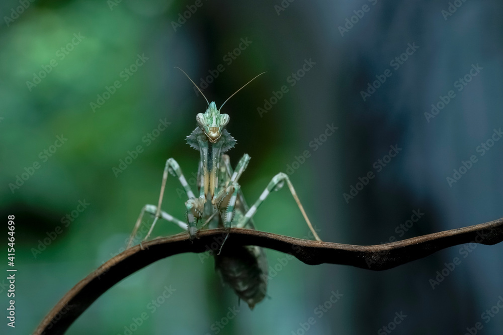 praying mantis praying mantis