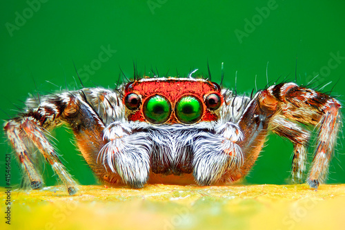 spider on a leaf