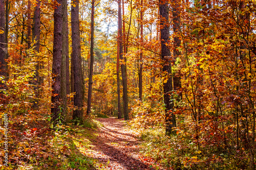 Middle of autumn forest