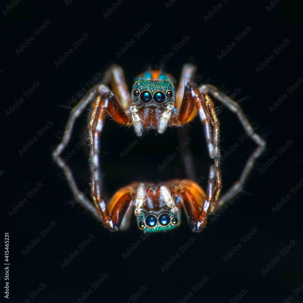 spider on the wall spider on the wall