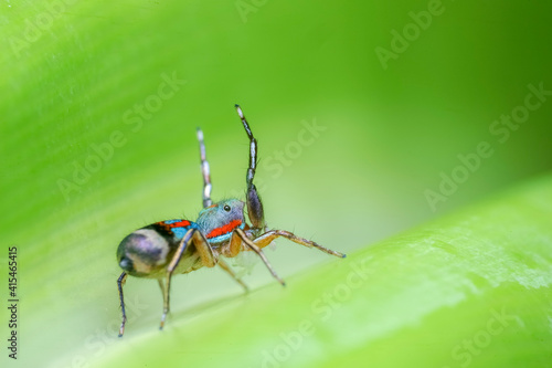 bug on a leaf © Huy