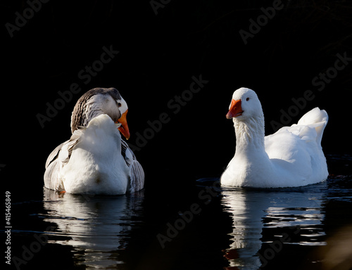 Fotografie, Obraz beautiful wild white wild geese in the creek