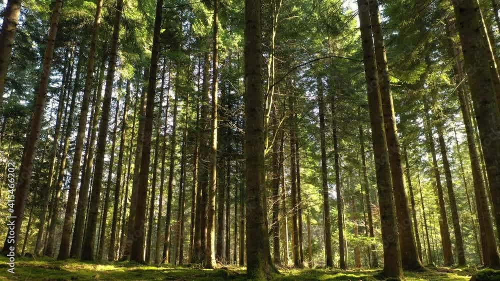 Sunny green forest landscape, flying low among tree trunks Sunny green forest landscape, flying low among tree trunks