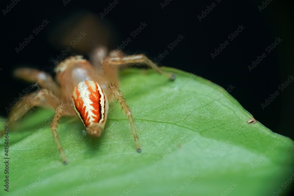 spider on a leaf spider on a leaf