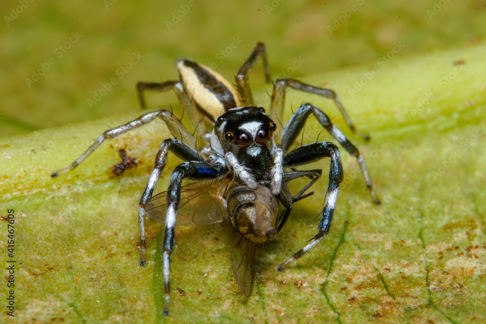 spider on the web spider on the web