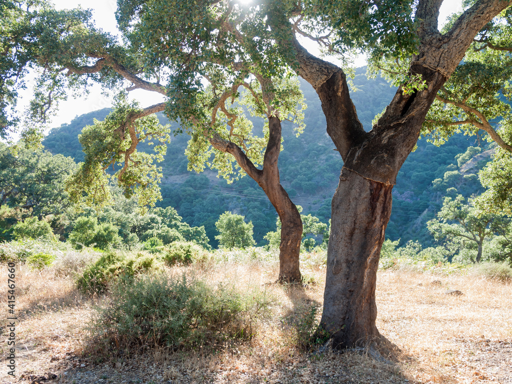 cork oak cork oak