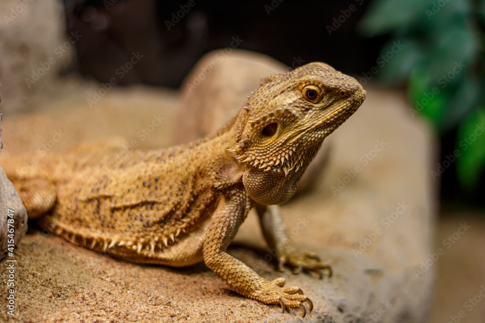 Fototapeta premium Bearded dragon on a sandy rock