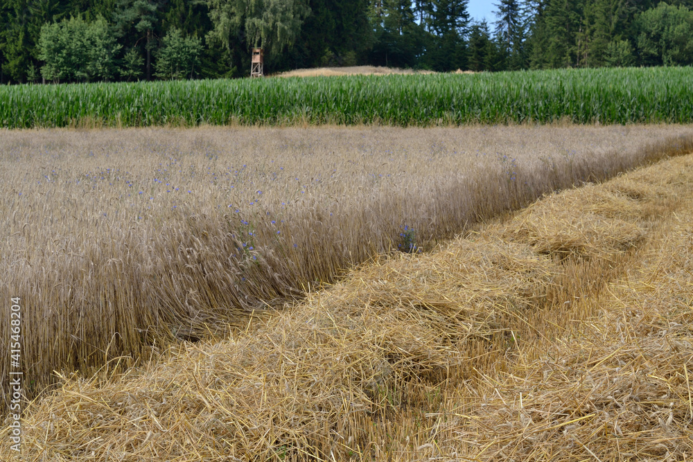 Fototapeta premium Grain Field With Cereal Mixture