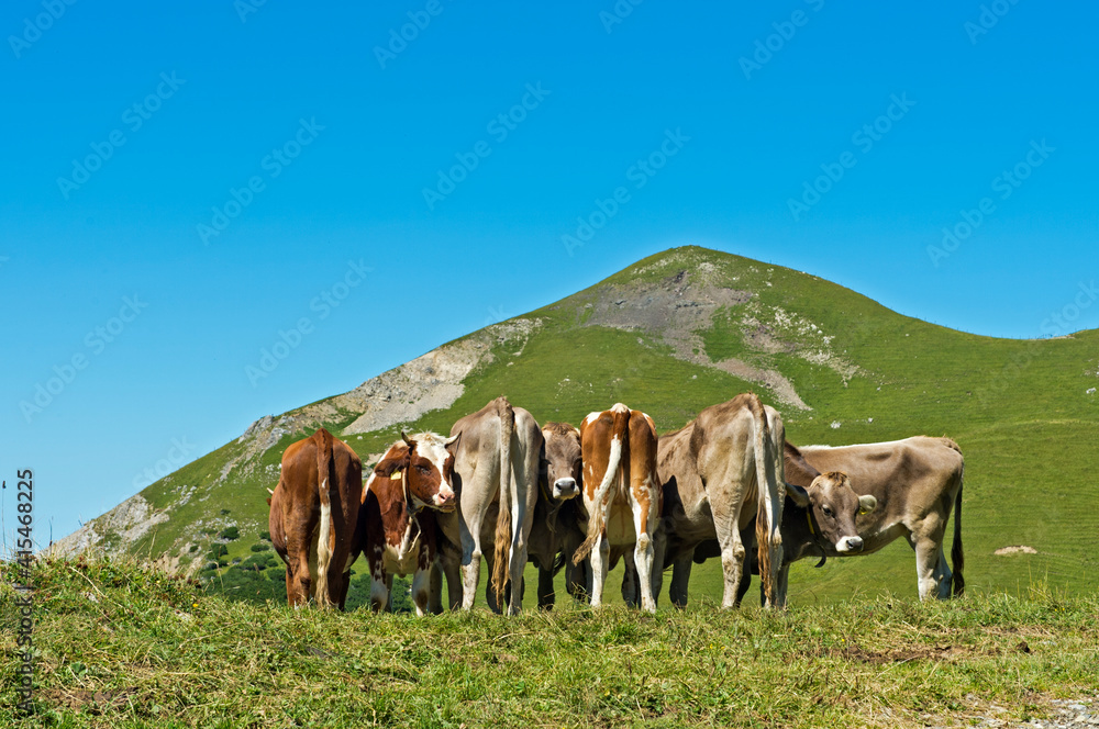 A Herd Of Cows On An Alpine Meadow Near Malbun, Principality Of Liechtenstein