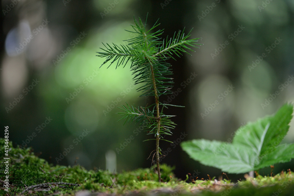 Small Spruce Seedling Prevails Small Spruce Seedling Prevails