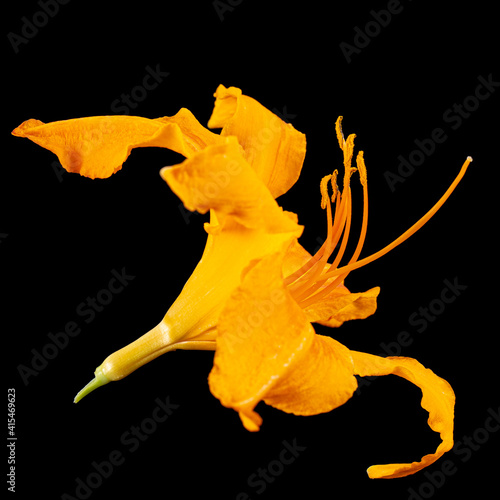 Bild auf Leinwand Orange flower of daylily, lat