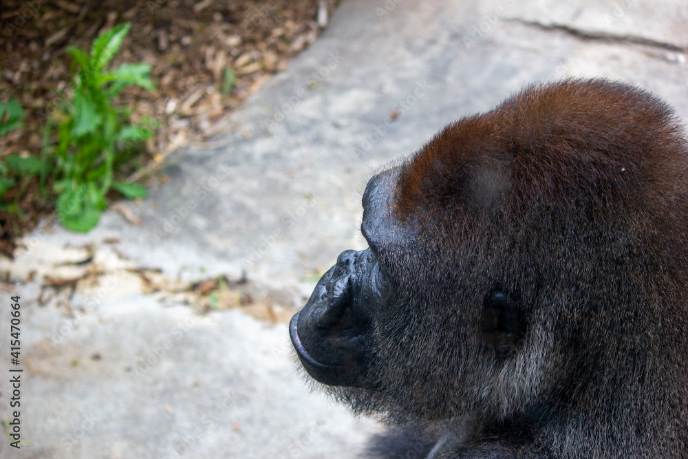 Gorilla